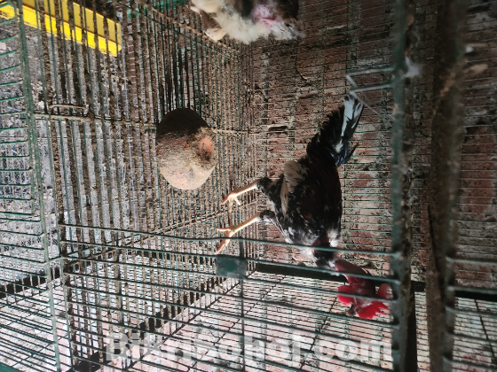 দেশি মুরগী